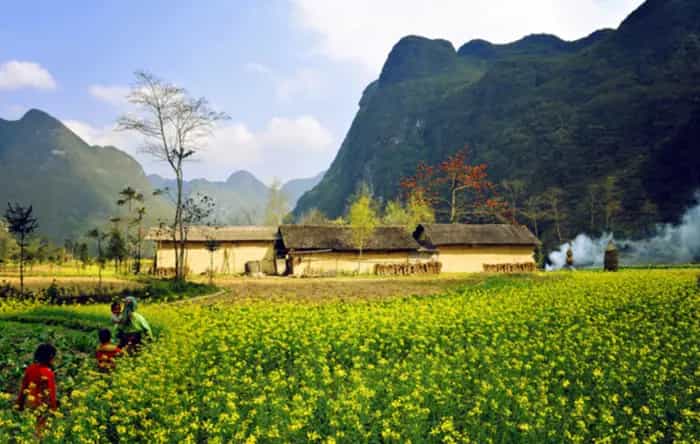Mùa hoa cải vàng Hà Giang 2026: đi Đồng Văn đúng dịp